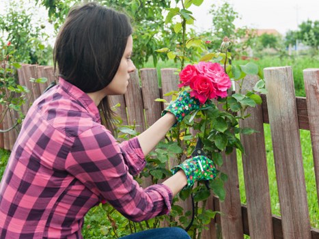 A woman with shoulder-length dark hair, wearing a pink and black checkered shirt and colorful gardening gloves, is tending to a flowering shrub in a backyard garden. She is carefully pruning or inspecting a cluster of large, bright pink flowers, which are situated near a wooden fence made of vertical slats. Behind the fence, there are green leafy plants and trees, indicating a lush, well-maintained outdoor space. The garden features a mix of natural elements including grass, small shrubs, and flowering plants, with the soil visible in some areas. The scene is set outdoors during daylight with clear weather, and distant houses can be seen in the background, suggesting this is a residential garden in a suburban area such as Palmers Green. The woman's focused activity and the garden's tidy layout exemplify professional gardening and landscaping practices handled by companies like Landscapers Palmers Green.