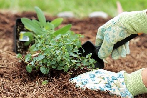A close-up of a gardener's hands wearing patterned gardening gloves, planting a small green shrub with oval-shaped leaves into a prepared soil bed in a garden. The surrounding area shows rich, brown mulch with darker soil visible in the background, indicating active landscaping work. The garden features a neatly maintained outdoor space, likely part of a residential property in Palmers Green, with the focus on the established shrub being carefully positioned within the garden bed. This scene highlights the process of planting within a landscaped yard, showcasing garden maintenance and planting services typical of professional gardening in North London. The natural daylight suggests a clear day, emphasizing the fresh, healthy appearance of the young plant and well-prepared soil surface, suitable for enhancing outdoor environments through expert gardening and landscaping practices in the local area.