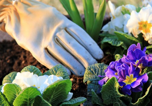 A close-up view of a gardener's gloved hand working in a well-maintained garden bed, with vibrant white and purple primula flowers surrounded by lush green leaves. The soil appears dark and freshly turned, indicating recent planting or tending activities. In the background, a tall green plant or shrub adds height and depth to the garden layout, which is part of a landscaped outdoor space in a residential garden, possibly in the Palmers Green area. The lighting suggests a bright, overcast day, ideal for outdoor gardening work. The scene reflects careful garden management suitable for lawn care, planting, and maintenance services offered by local professionals such as Landscapers Palmers Green, supporting sustainable and environmentally friendly garden practices.