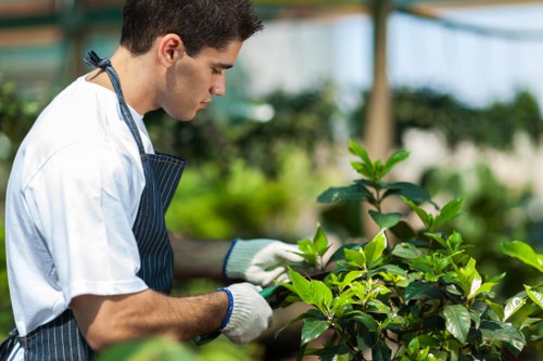 A young male gardener in a greenhouse or garden centre wearing a white shirt, a dark striped apron, and white gloves, carefully examining and tending to lush, green leafy plants. The background shows a glass structure with natural sunlight, illuminating the vibrant foliage, indicative of professional gardening or plant care activities typical of landscaping services in Palmers Green. The scene emphasizes attention to detail in plant maintenance, with the gardener's focus on the healthy, bright green leaves, surrounded by various green plants and shrubs, suggesting a well-maintained outdoor or greenhouse environment. The natural lighting highlights the textures and shades of green, reflecting a professional approach to gardening, lawn care, and landscaping projects for residential or commercial outdoor spaces in the local area.