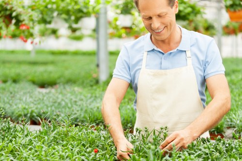 A man wearing a light blue shirt and a beige apron is tending to a well-maintained garden with lush, dense green grass and a variety of plants. The garden features a neat layout with a foreground of vibrant, healthy plant foliage, possibly vegetable or herb plants, with some small red berries visible among the greenery. Behind him, there are surrounding garden beds bordered by soil and mulch, and the space appears to be a landscaped outdoor area, potentially part of a residential garden or community garden in Palmers Green. The scene is outdoors in natural daylight with bright, clear weather conditions, and the overall environment reflects careful gardening and lawn care, supporting services offered by local landscapers such as Landscapers Palmers Green in the EN postcode area. The background includes blurred elements of additional cultivated plants or shrubs, emphasizing a professionally maintained garden space focused on horticulture and outdoor enhancement.
