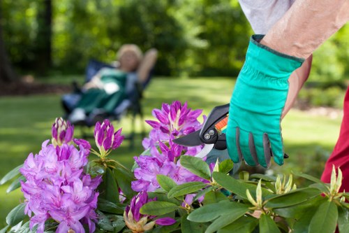 Close-up of healthy green grass being cut
