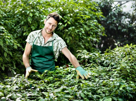 A male gardener is working outdoors in a lush, well-maintained garden, surrounded by dense green foliage, shrubs, and leafy plants. He is wearing a checked shirt, a dark green apron, and gardening gloves, and is smiling while tending to a low hedge or shrubbery. The garden area features a neatly clipped hedge in the foreground, with a variety of leafy plants and bushes behind him, creating a vibrant and natural environment. Sunlight filters through the trees, casting soft light over the scene, indicating a bright and fair weather day. This image is representative of professional gardening services in Palmers Green, highlighting detailed hedge trimming and plant care, which are typical tasks for landscape gardening specialists aiming to maintain healthy, attractive outdoor spaces in the local area.