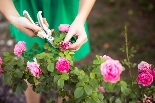 A close-up view of a gardener's hands using pruning shears to trim a pink rose bush in a well-maintained garden at a property in Palmers Green, N13 postcode. The rose bush features vibrant pink flowers and green foliage, with several blooms in various stages of opening. The background shows a soil bed, and a section of a lush green lawn can be seen, indicating a landscaped outdoor space. The gardener's green clothing suggests professional gardening services by Landscapers Palmers Green. The scene is illuminated by natural daylight, highlighting the healthy plant growth and meticulous gardening work, typical of garden renovation or maintenance tasks aimed at enhancing outdoor aesthetics and plant health in the local area.